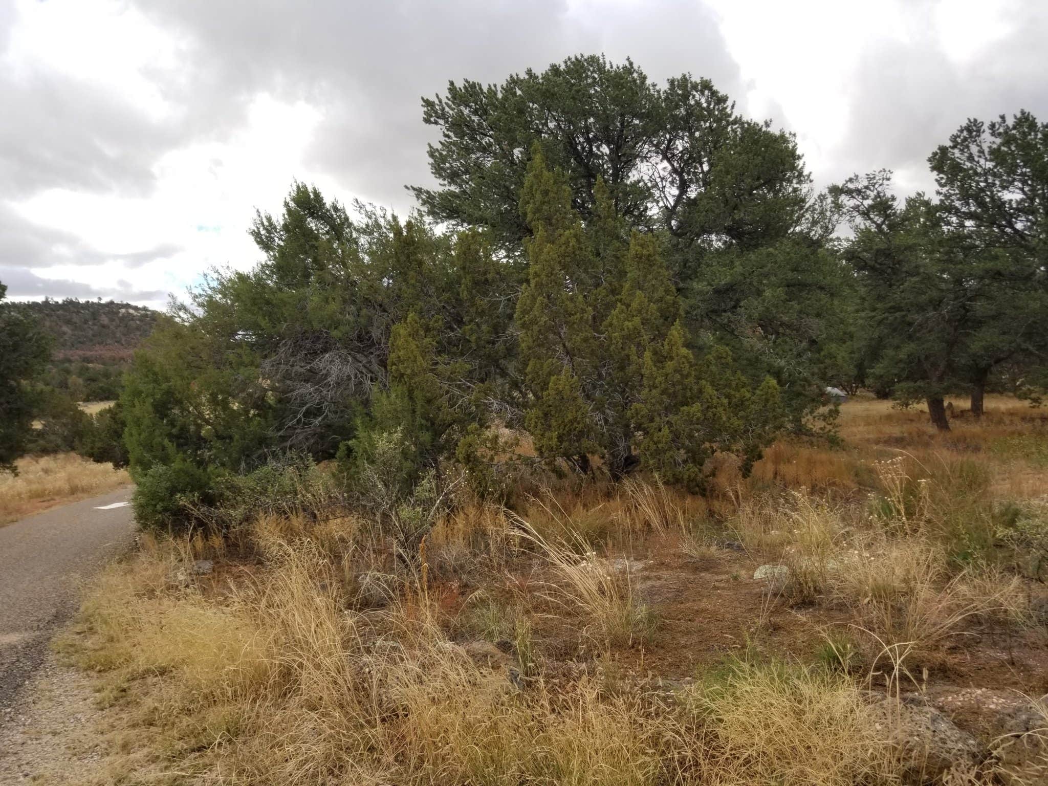 Camper-submitted photo at Iron Gate Campground near Las Vegas, NM