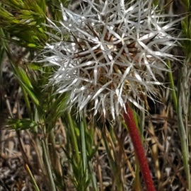 A desert dandelion