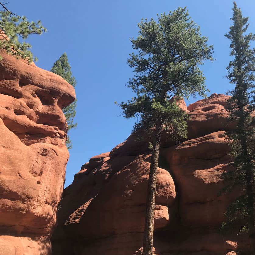Painted Rocks Camping | Woodland Park, CO | The Dyrt
