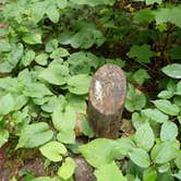 Review photo of Todd Harbor Campground — Isle Royale National Park by Sarah C., April 10, 2022