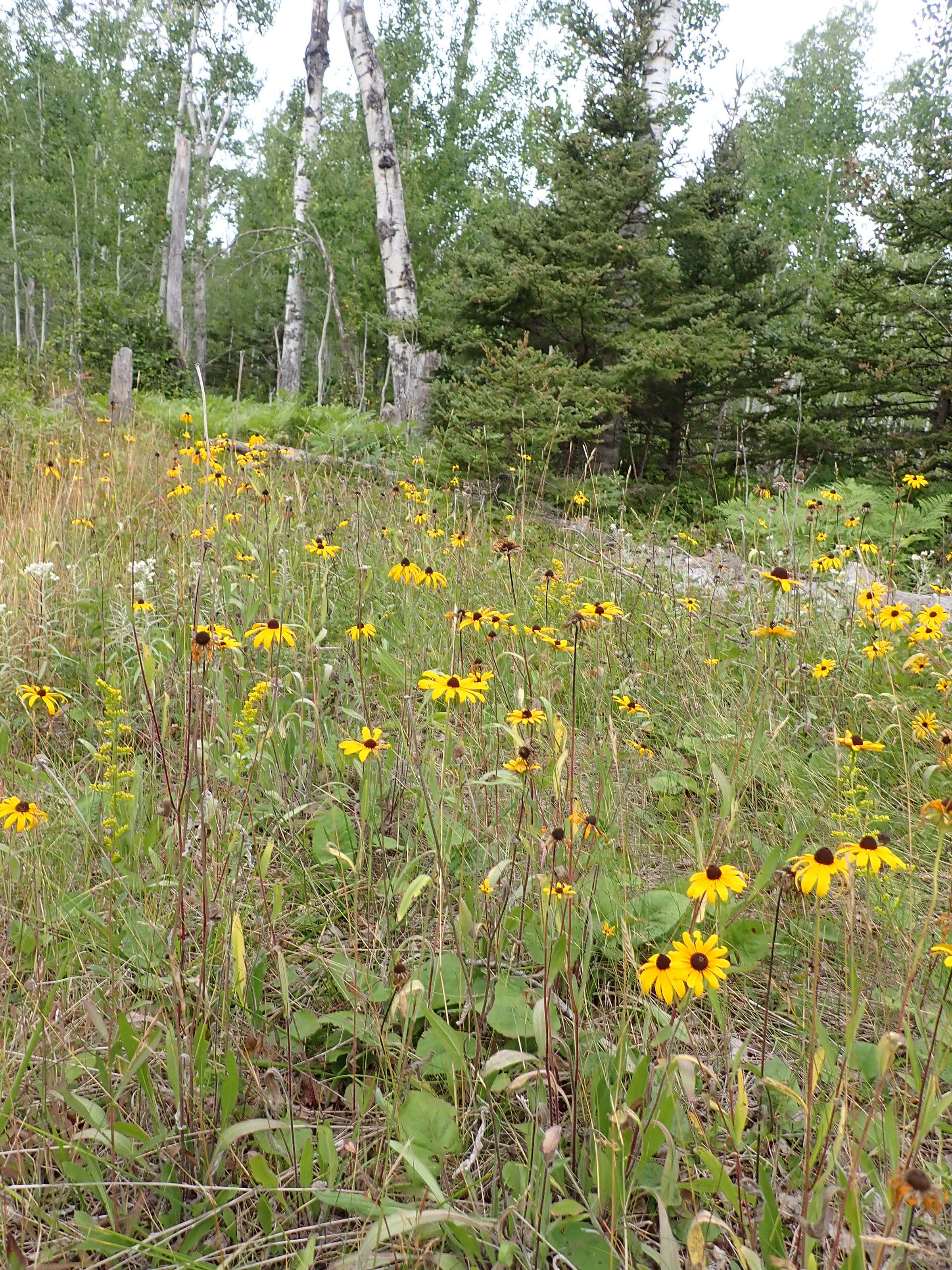 Camper-submitted photo at McCargoe Cove Campground — Isle Royale National Park near Isle Royale National Park