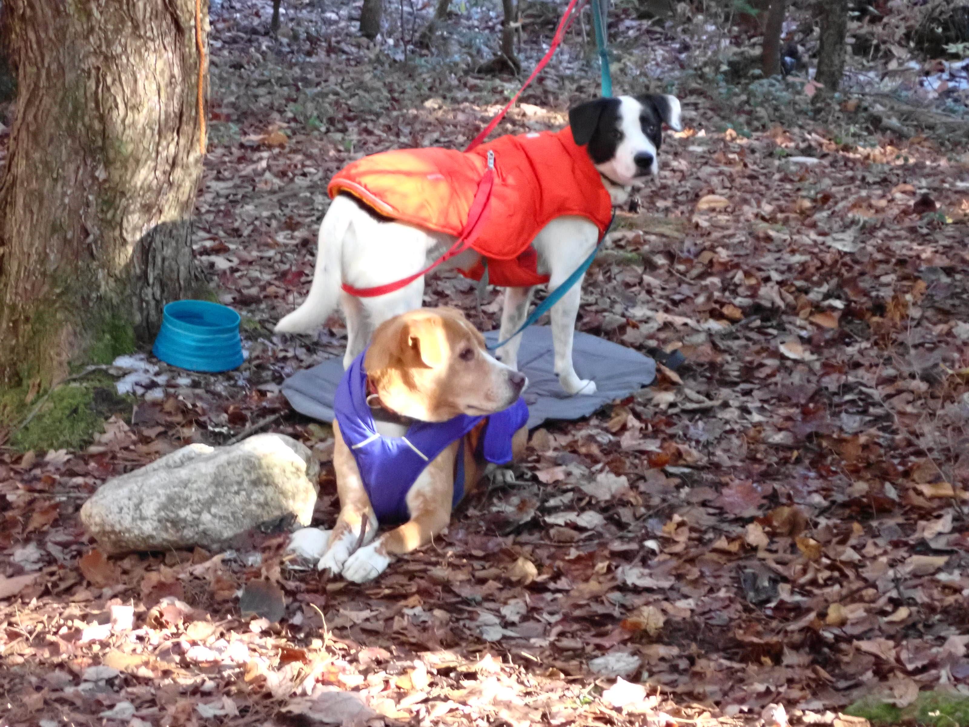 Sarah C.'s photo of camping with pets at White Mountain National Forest near Lincoln, NH