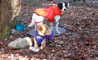 Sarah C.'s photo of camping with pets at White Mountain National Forest in New Hampshire