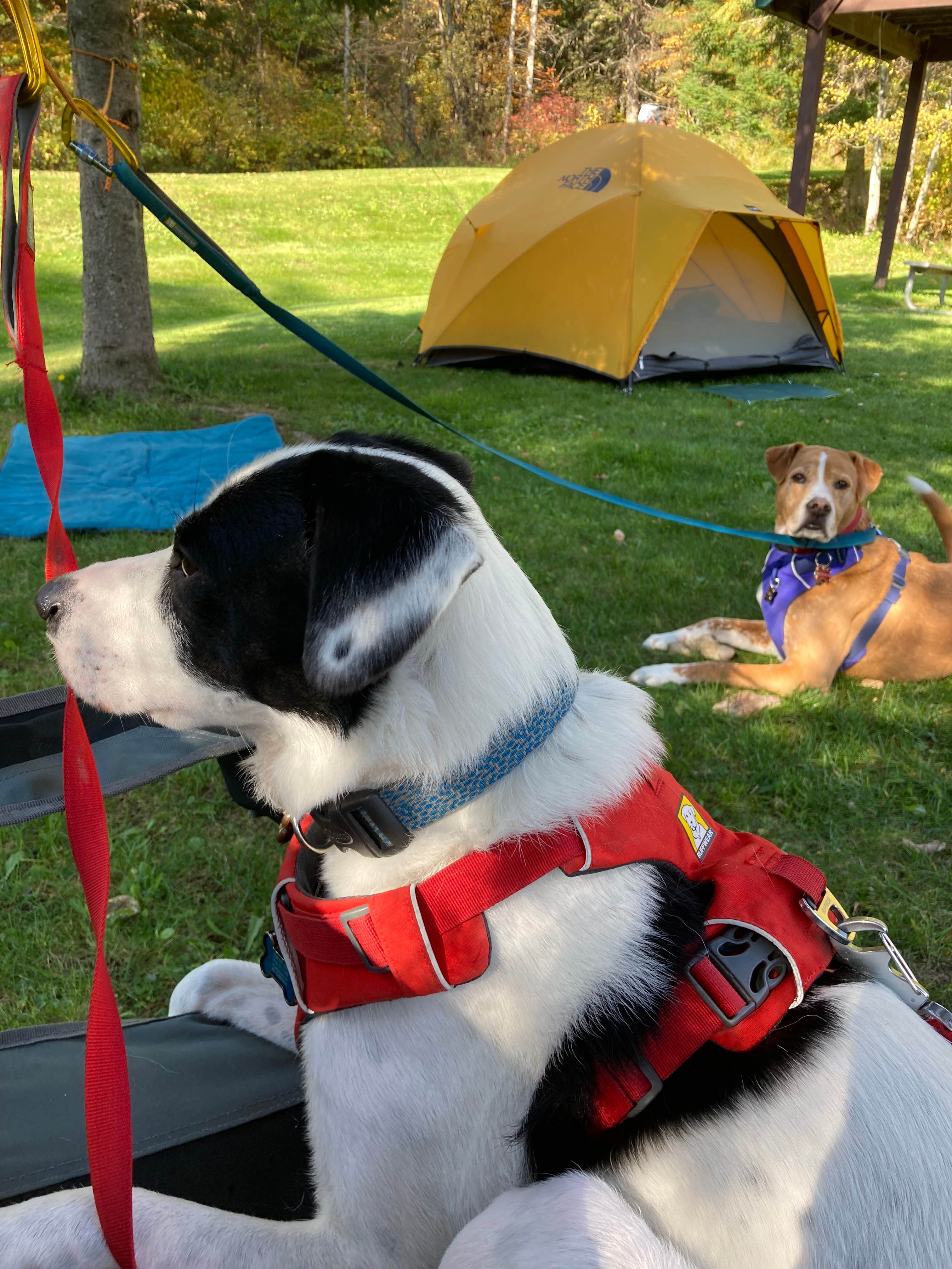 Sarah C.'s photo of camping with pets at Lake Francis State Park Campground near Eustis, ME