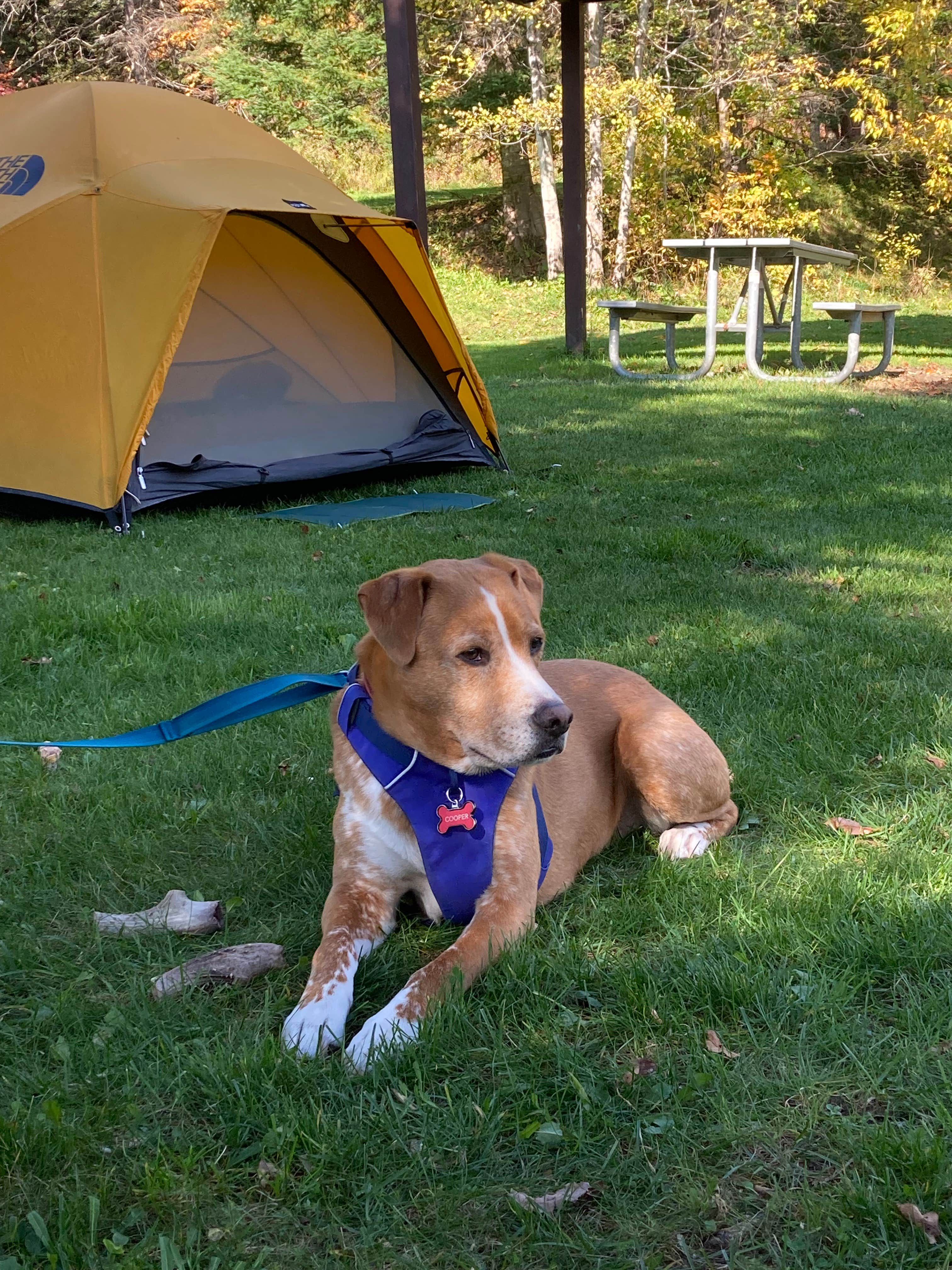 Sarah C.'s photo of camping with pets at Lake Francis State Park Campground near Errol, NH