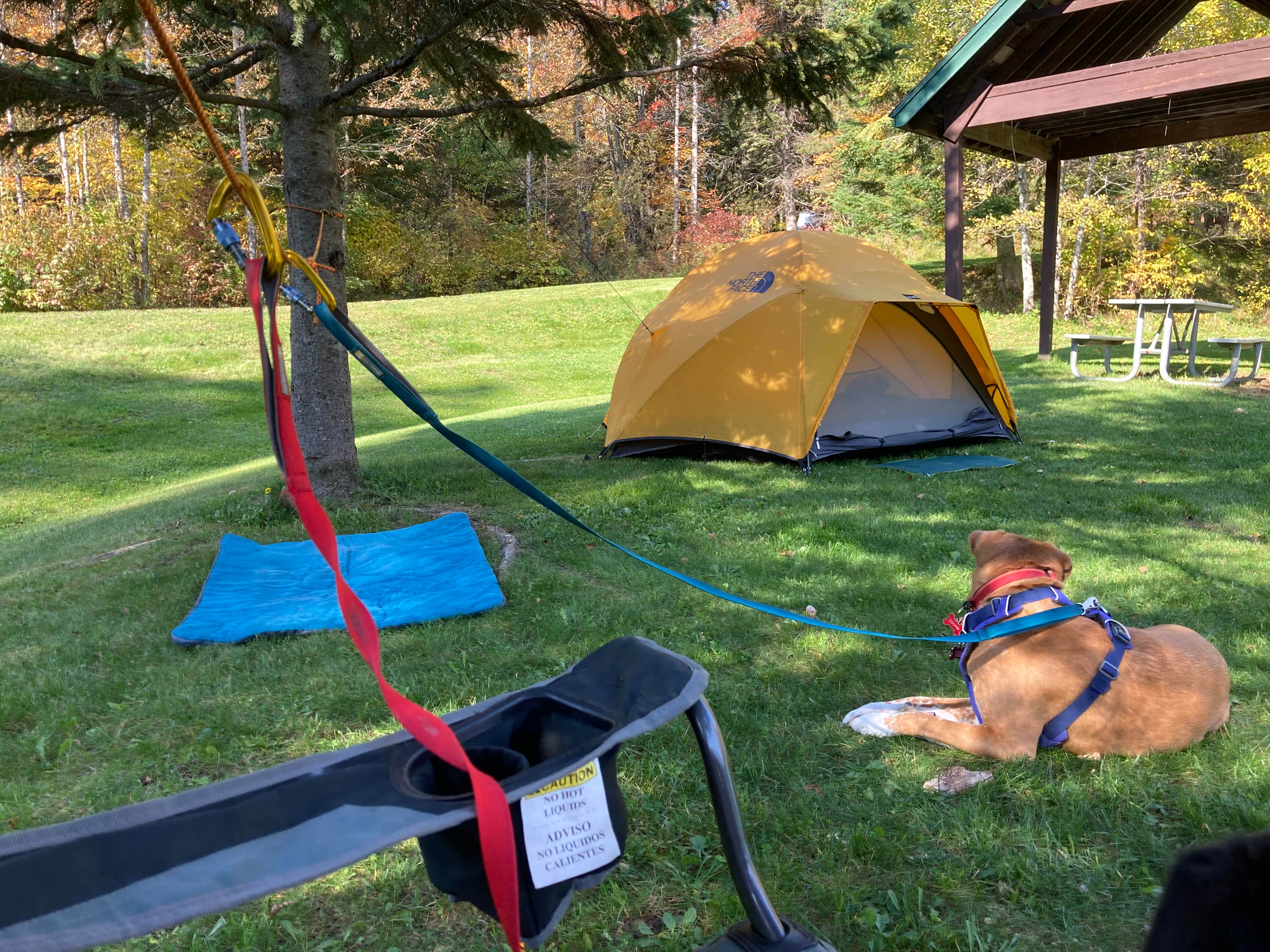 Sarah C.'s photo of camping with pets at Lake Francis State Park Campground near Colebrook, NH