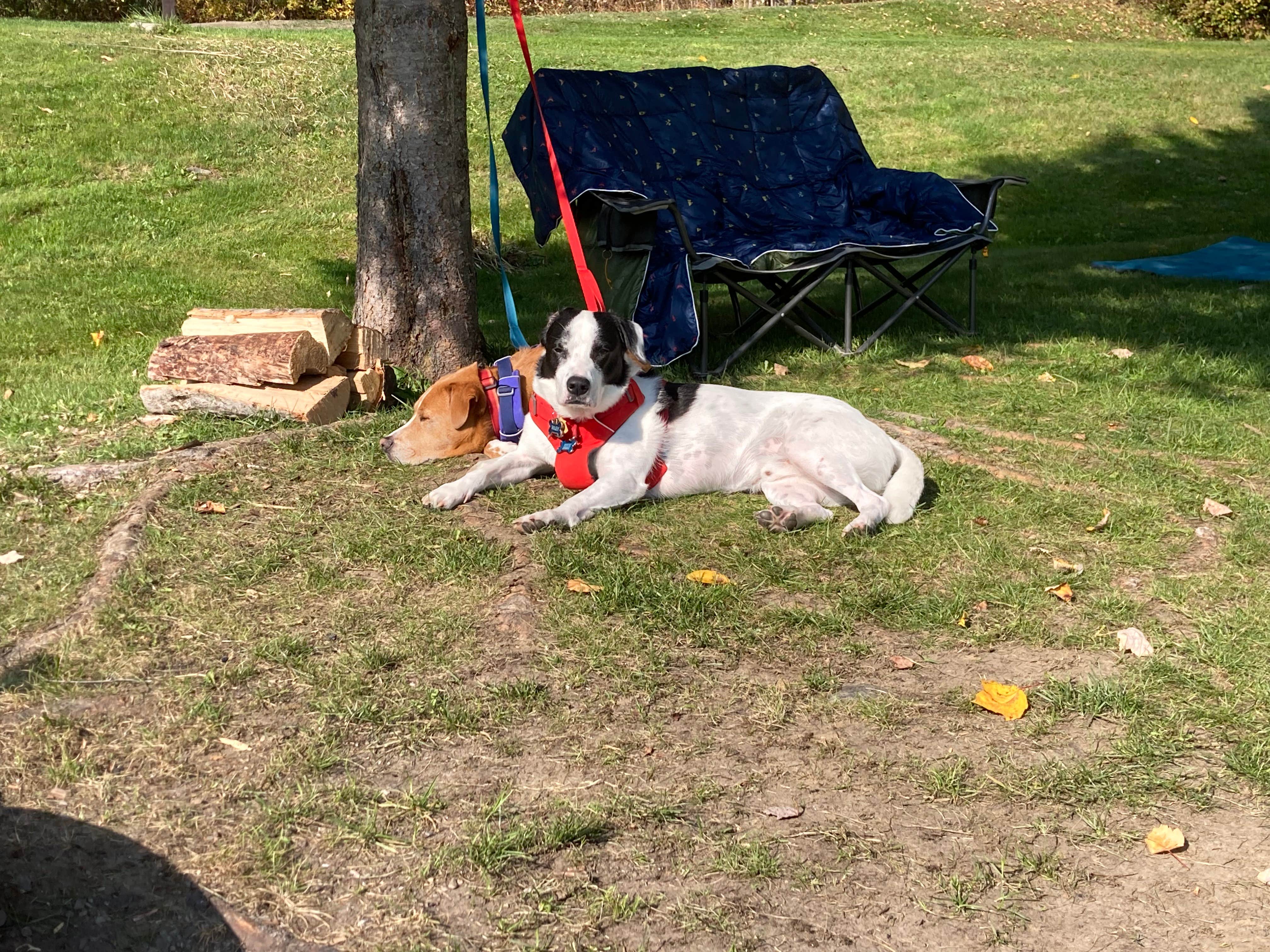 Sarah C.'s photo of camping with pets at Lake Francis State Park Campground near Pittsburg, NH