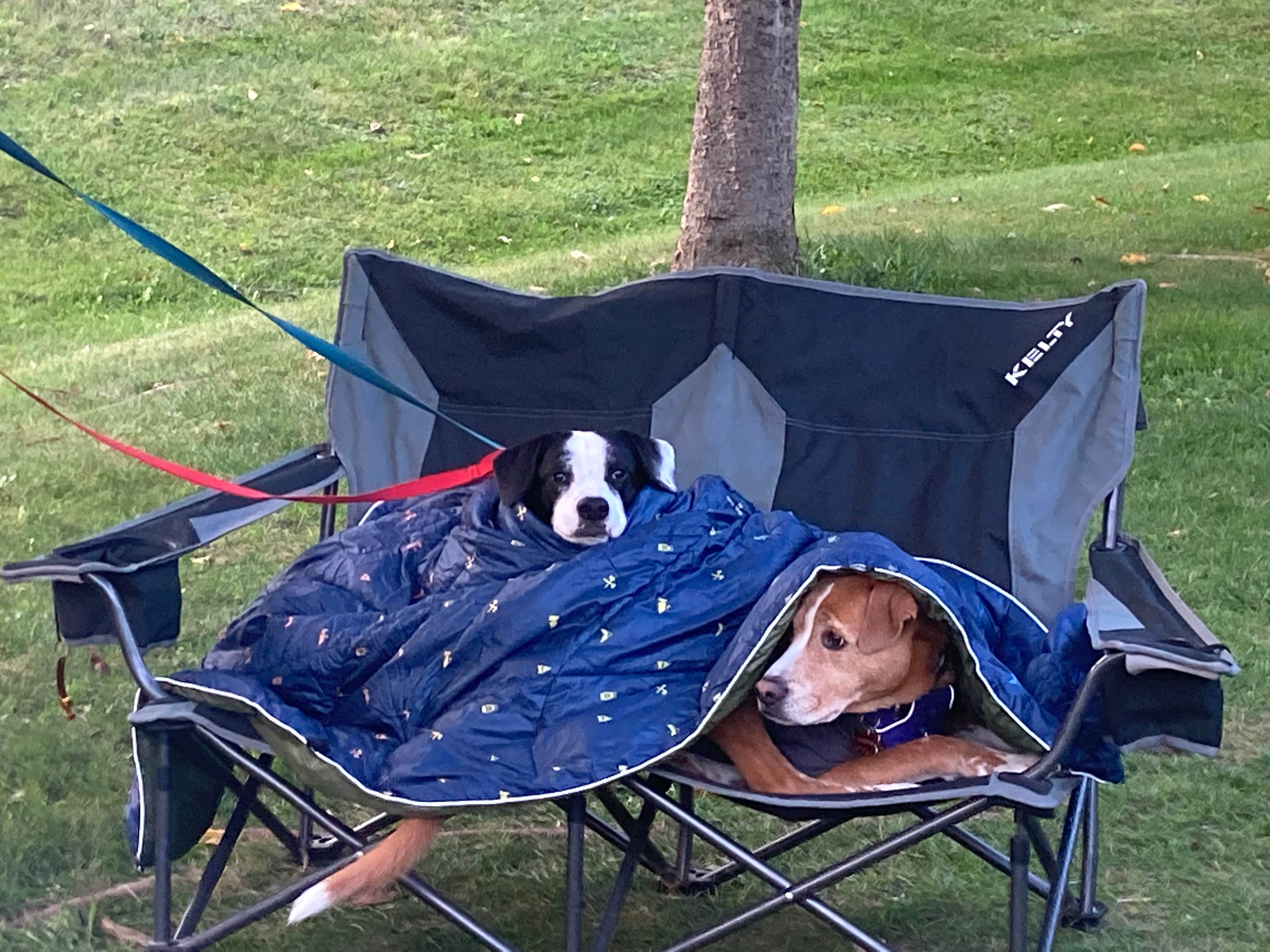 Sarah C.'s photo of camping with pets at Lake Francis State Park Campground near Clarksville, NH