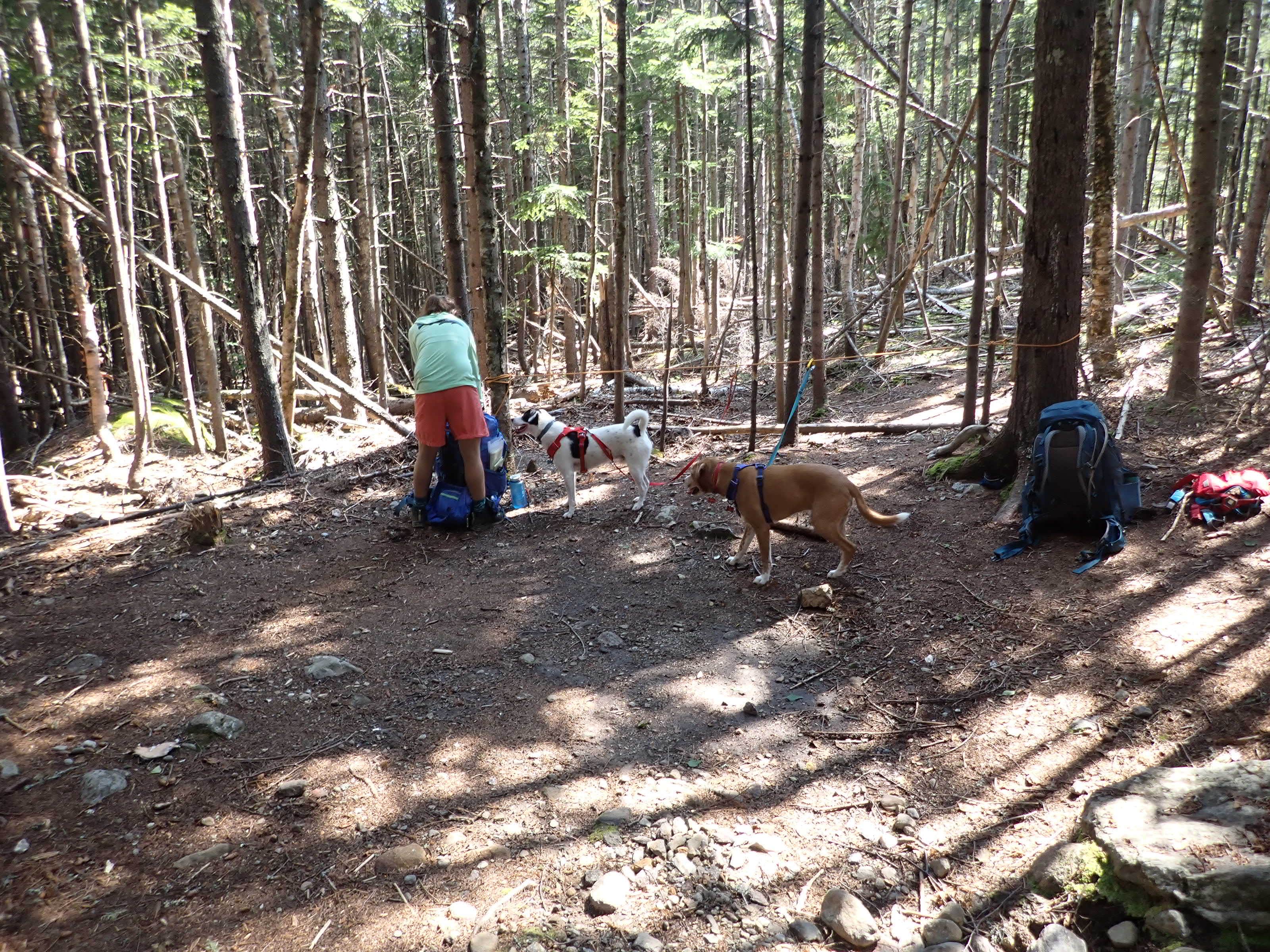 Sarah C.'s photo of camping with pets at The Bluff- Great Gulf Wilderness near Randolph, NH