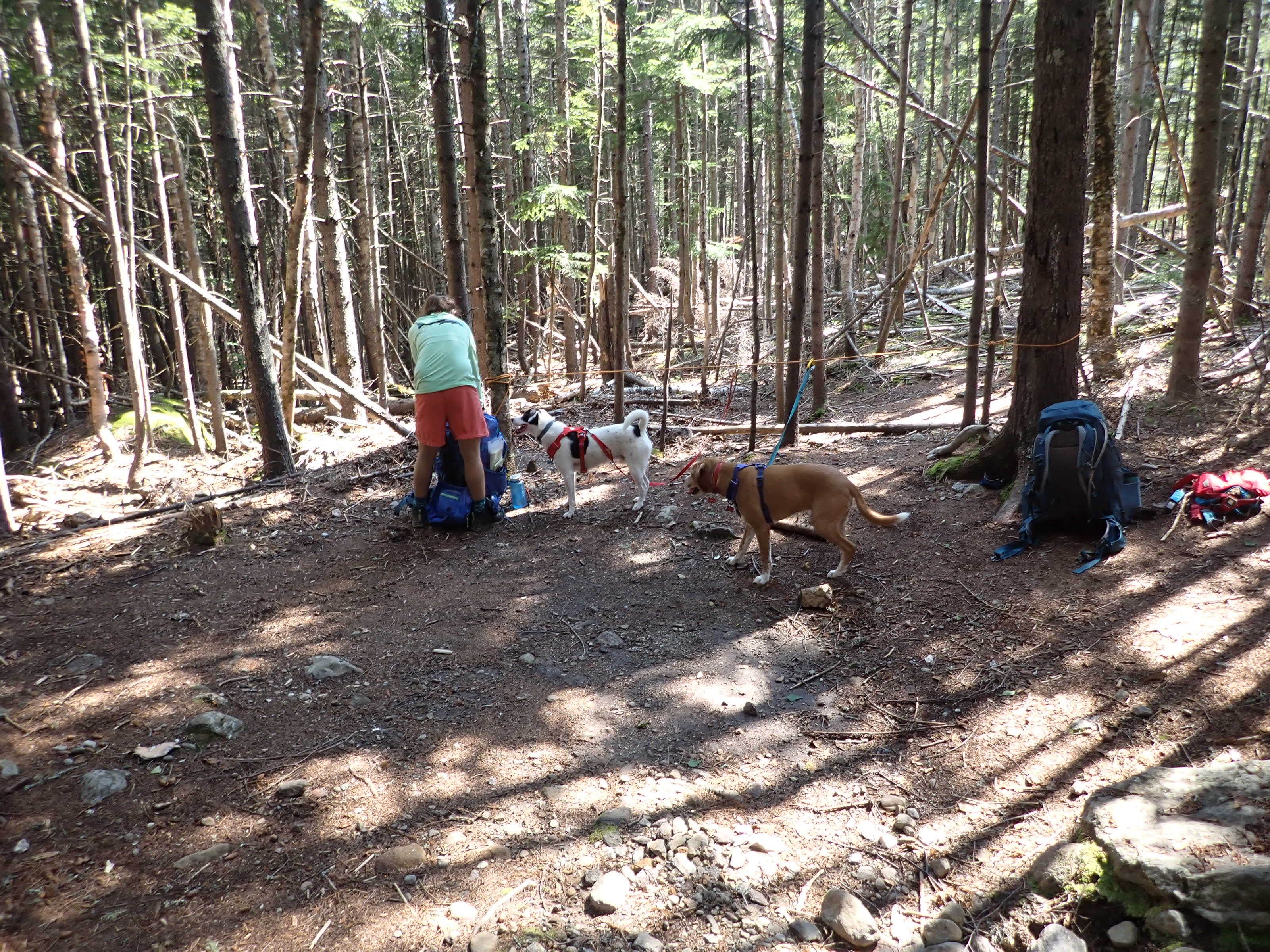 Camper submitted image from The Bluff- Great Gulf Wilderness - 3