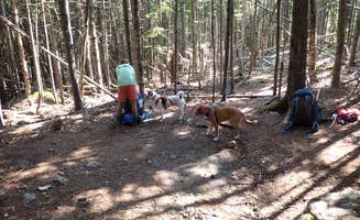 Sarah C.'s photo of camping with pets at The Bluff- Great Gulf Wilderness in New Hampshire