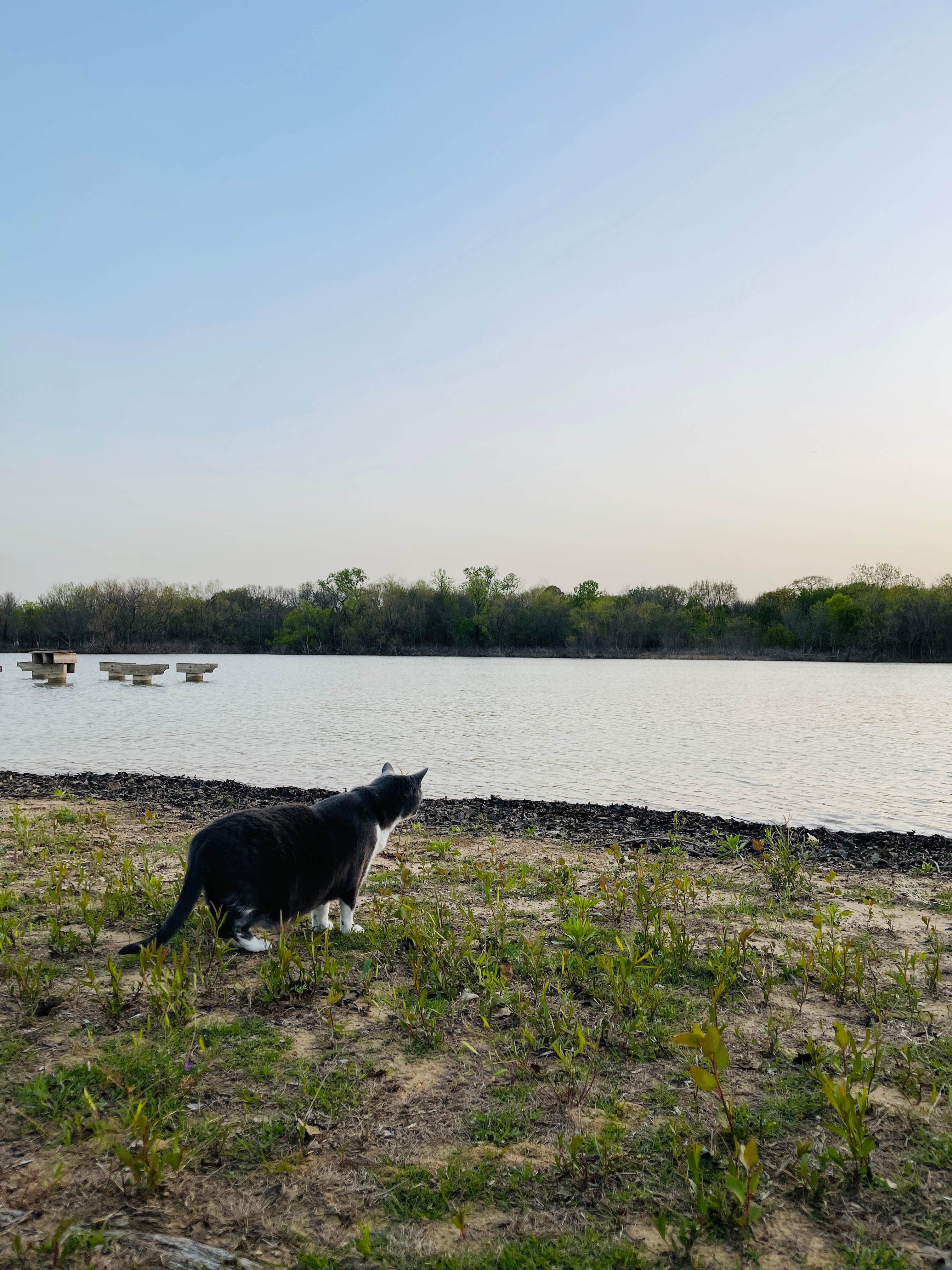 Joyce L.'s photo of camping with pets at Willow Grove Park near Dallas, TX