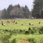 Review photo of Cannon Beach RV Resort by Shelby P., April 11, 2022