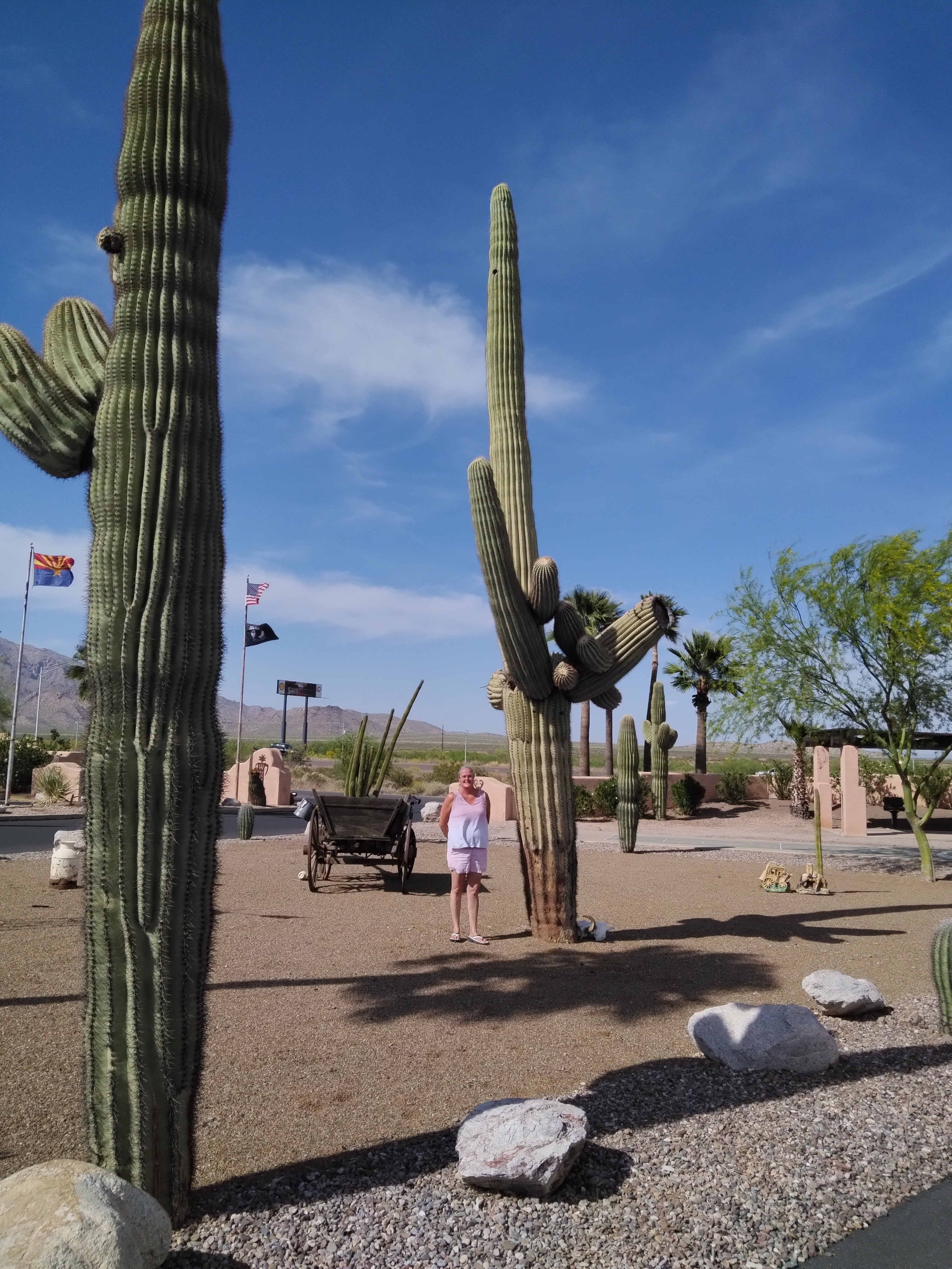 Camper submitted image from Picacho Peak RV Resort - 5