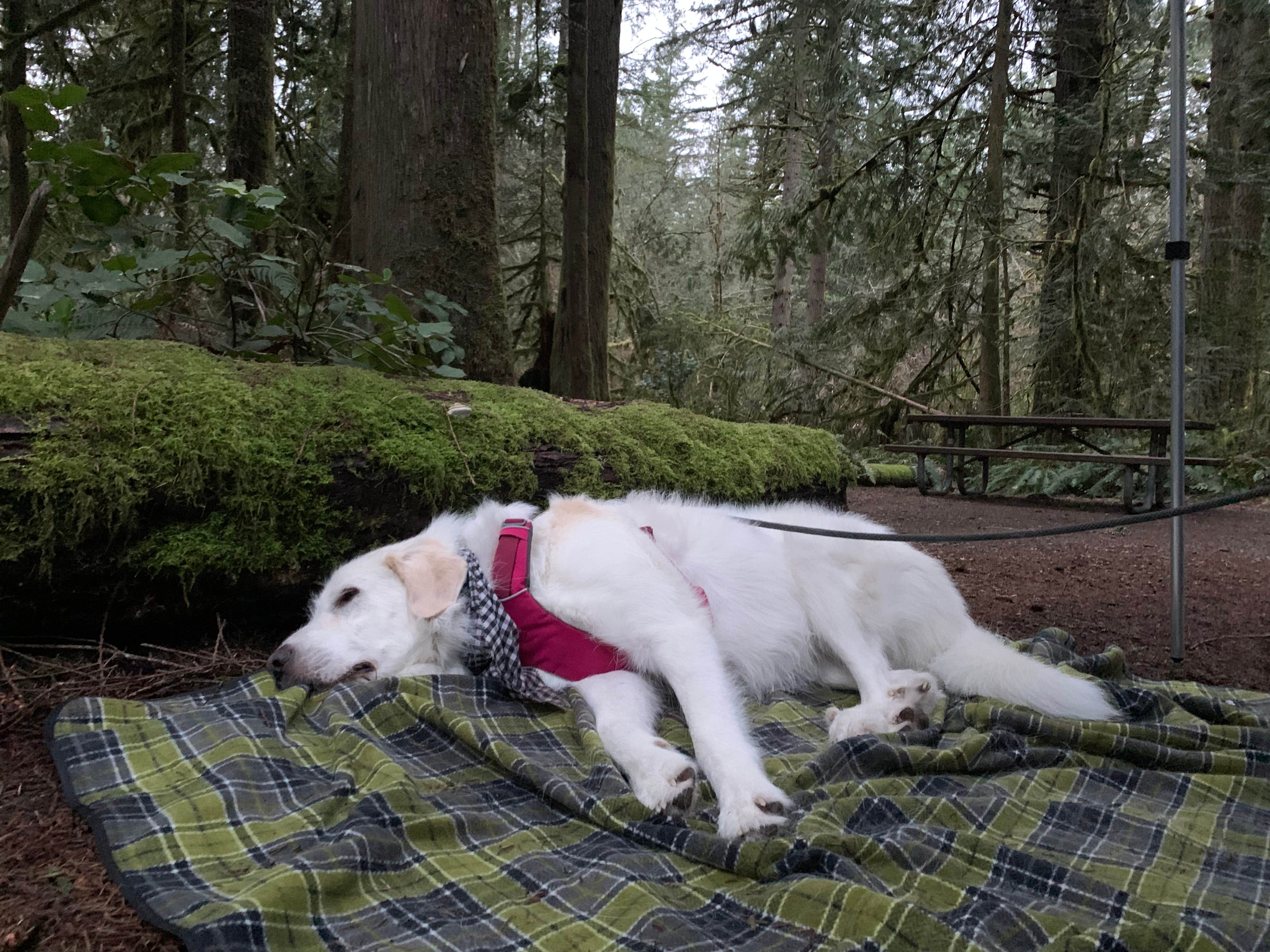 Shelby P.'s photo of camping with pets at Rasar State Park Campground near Concrete, WA