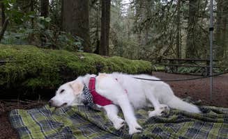 Shelby P.'s photo of camping with pets at Rasar State Park Campground near Mt. Baker-Snoqualmie National Forest