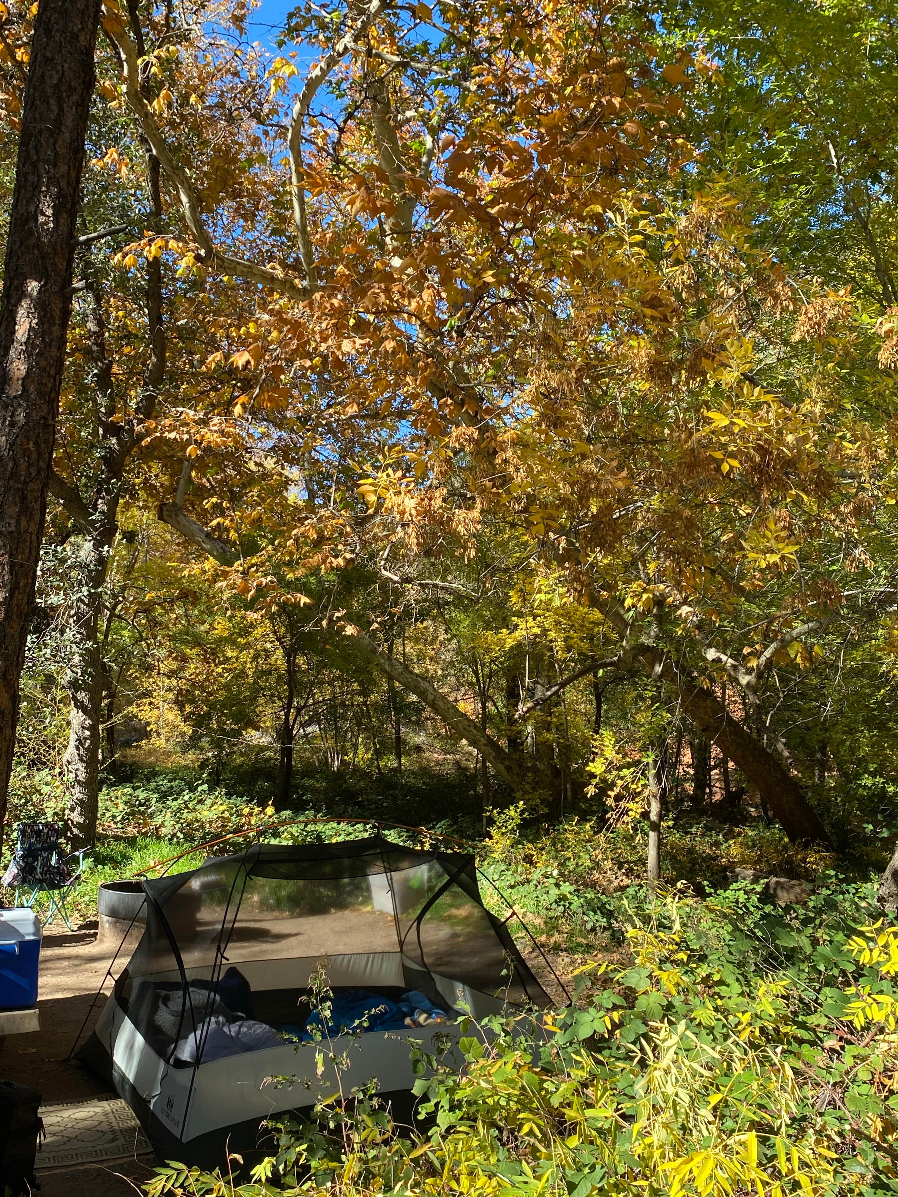 Cresta P.'s photo at Manzanita Campground near Sedona, AZ