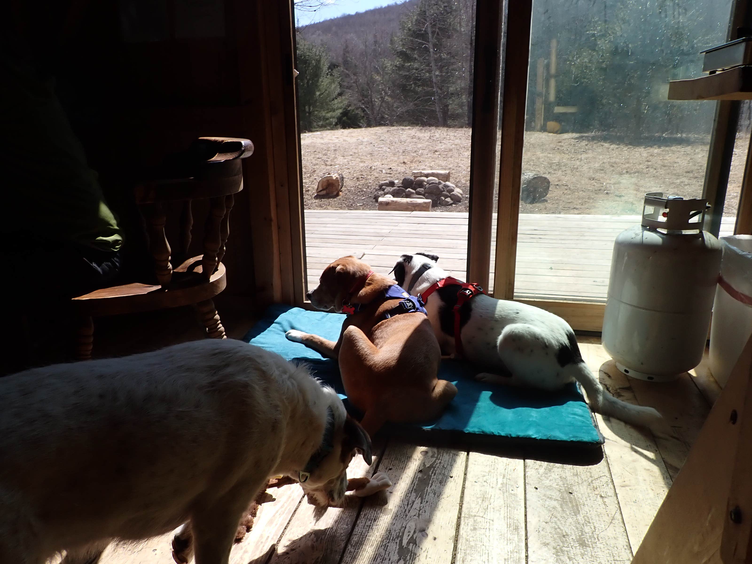 Sarah C.'s photo of camping with pets at Nulhegan Confluence Hut near North Troy, VT
