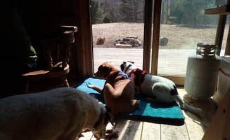 Sarah C.'s photo of camping with pets at Nulhegan Confluence Hut in Vermont