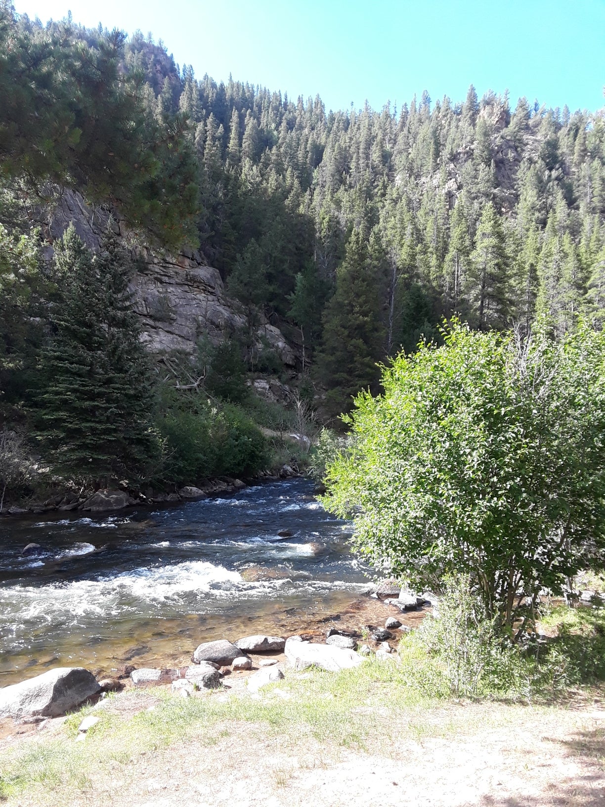 Camper submitted image from Lodgepole (taylor River Canyon Near Gunnison, Colorado) - 4