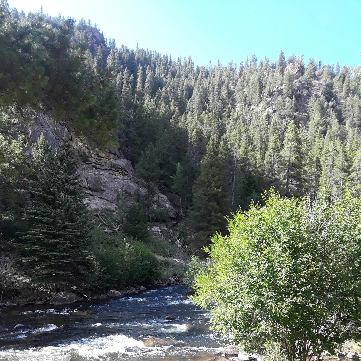 Lodgepole (taylor River Canyon Near Gunnison, Colorado) Camping The Dyrt
