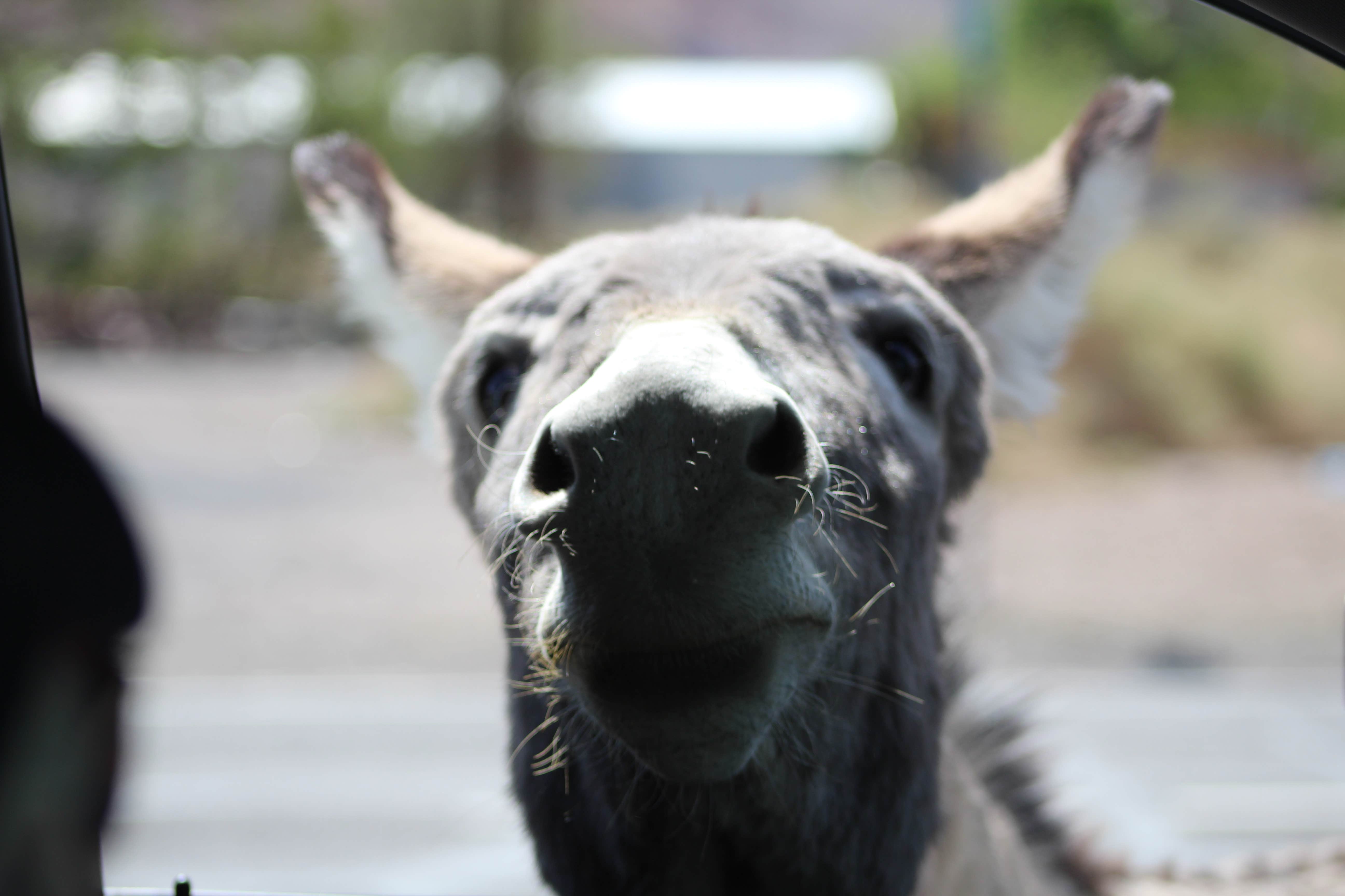 Les W.'s photo of camping with pets at Space Station RV Park & Market in Nevada