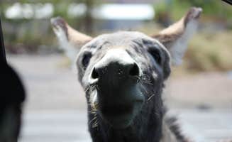 Les W.'s photo of camping with pets at Space Station RV Park & Market near Death Valley National Park