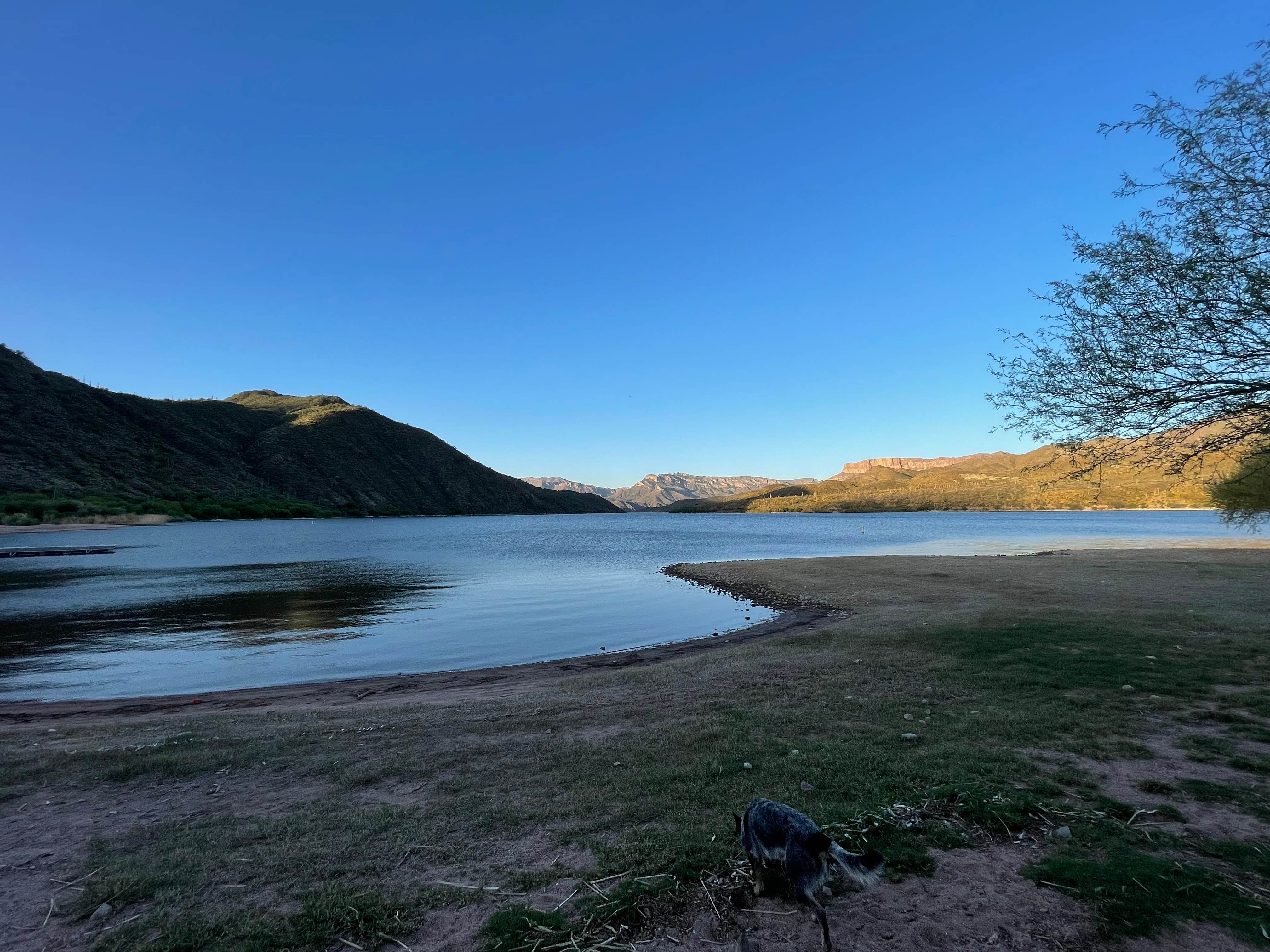 Matt M.'s photo of camping with pets at Burnt Corral Campground near Tonto National Forest