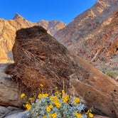 Review photo of Borrego Palm Canyon Campground — Anza-Borrego Desert State Park by Lee D., April 12, 2022