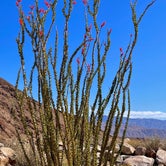 Review photo of Borrego Palm Canyon Campground — Anza-Borrego Desert State Park by Lee D., April 12, 2022