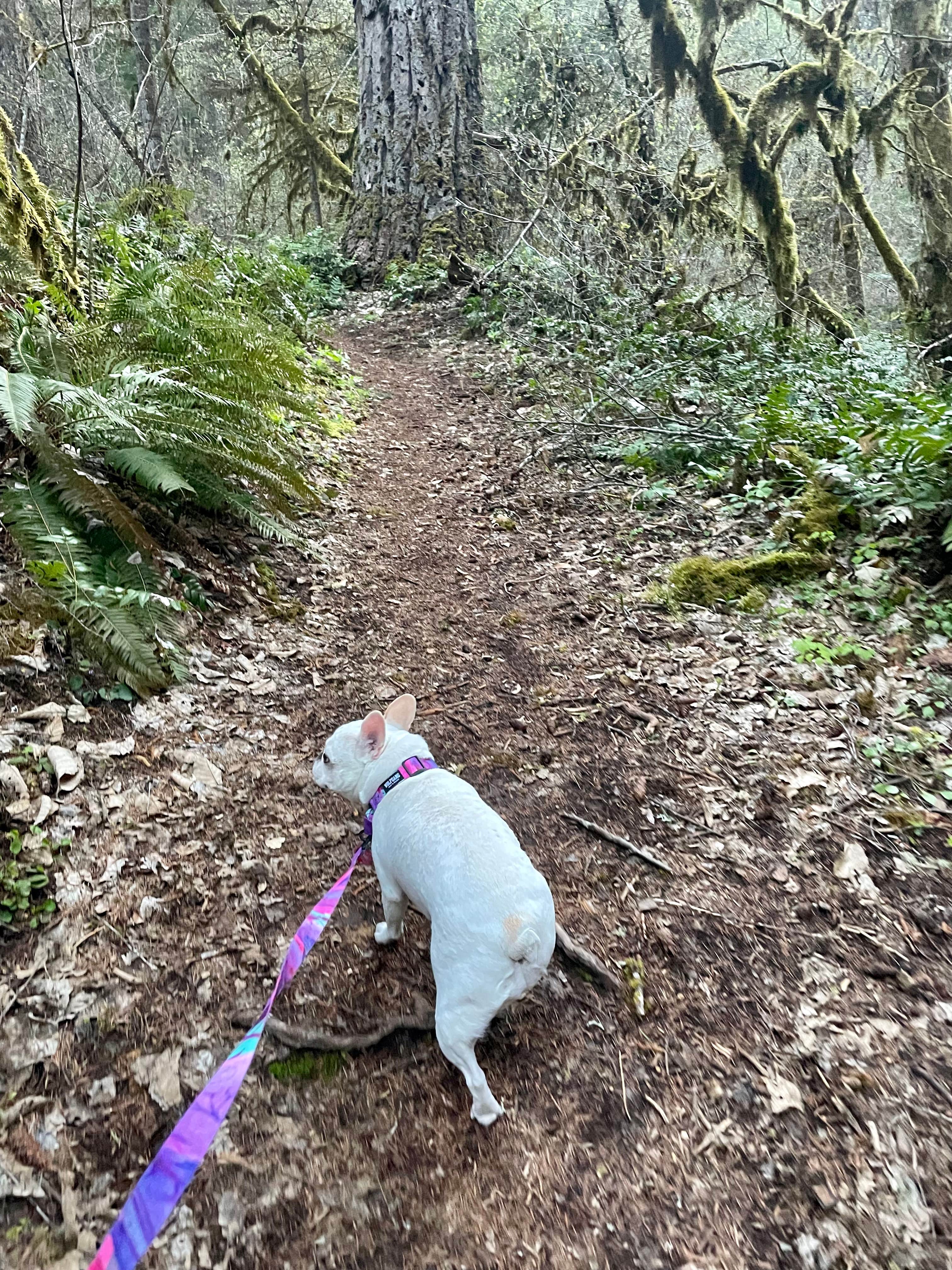 Belinda's photo of camping with pets at Umpqua's Last Resort & Oregon Mountain Guides near Roseburg, OR