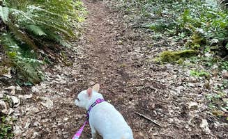 Belinda's photo of camping with pets at Umpqua's Last Resort & Oregon Mountain Guides near Dorena, OR
