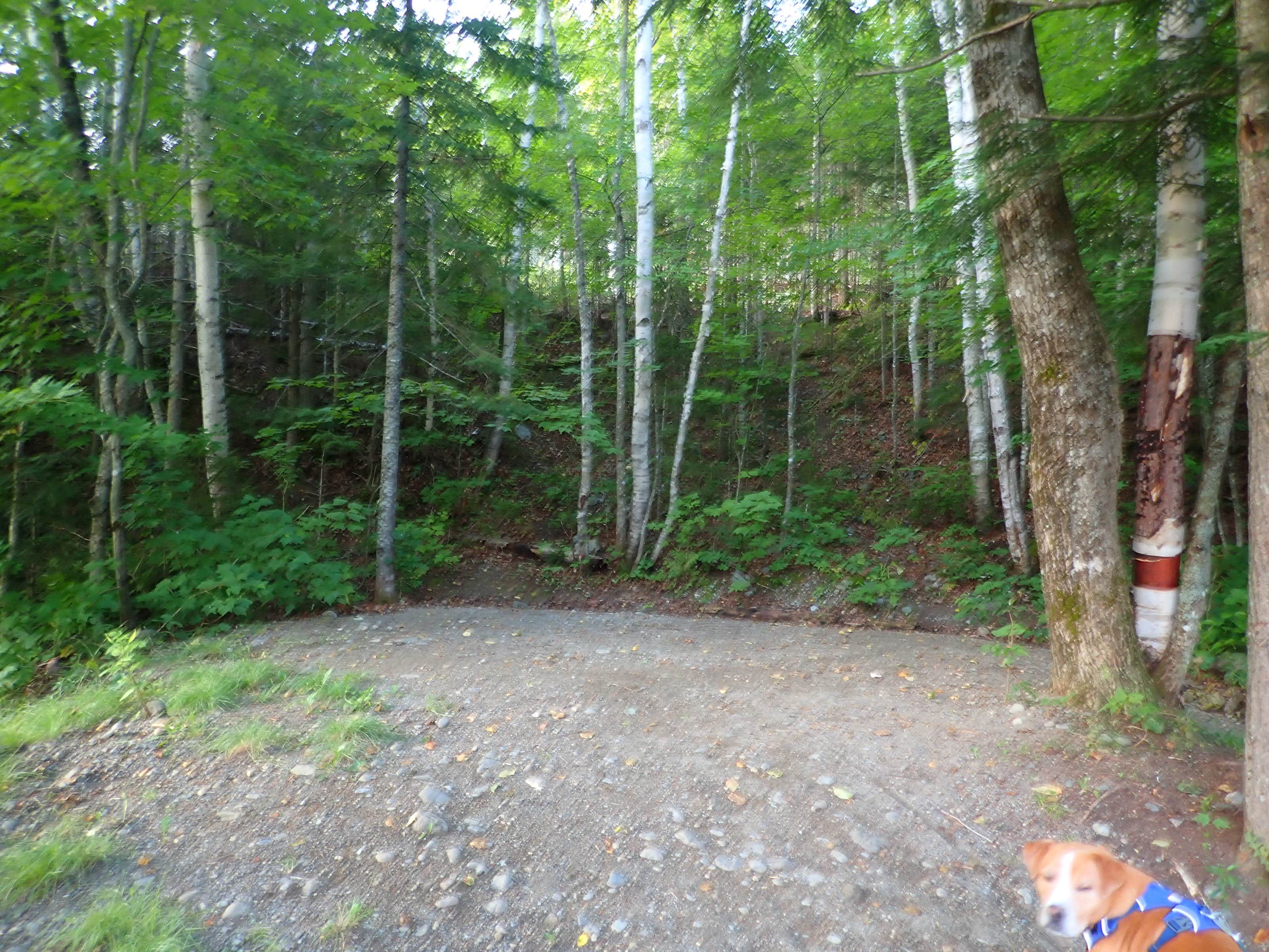 Sarah C.'s photo of camping with pets at Big Eddy near Jackman, ME
