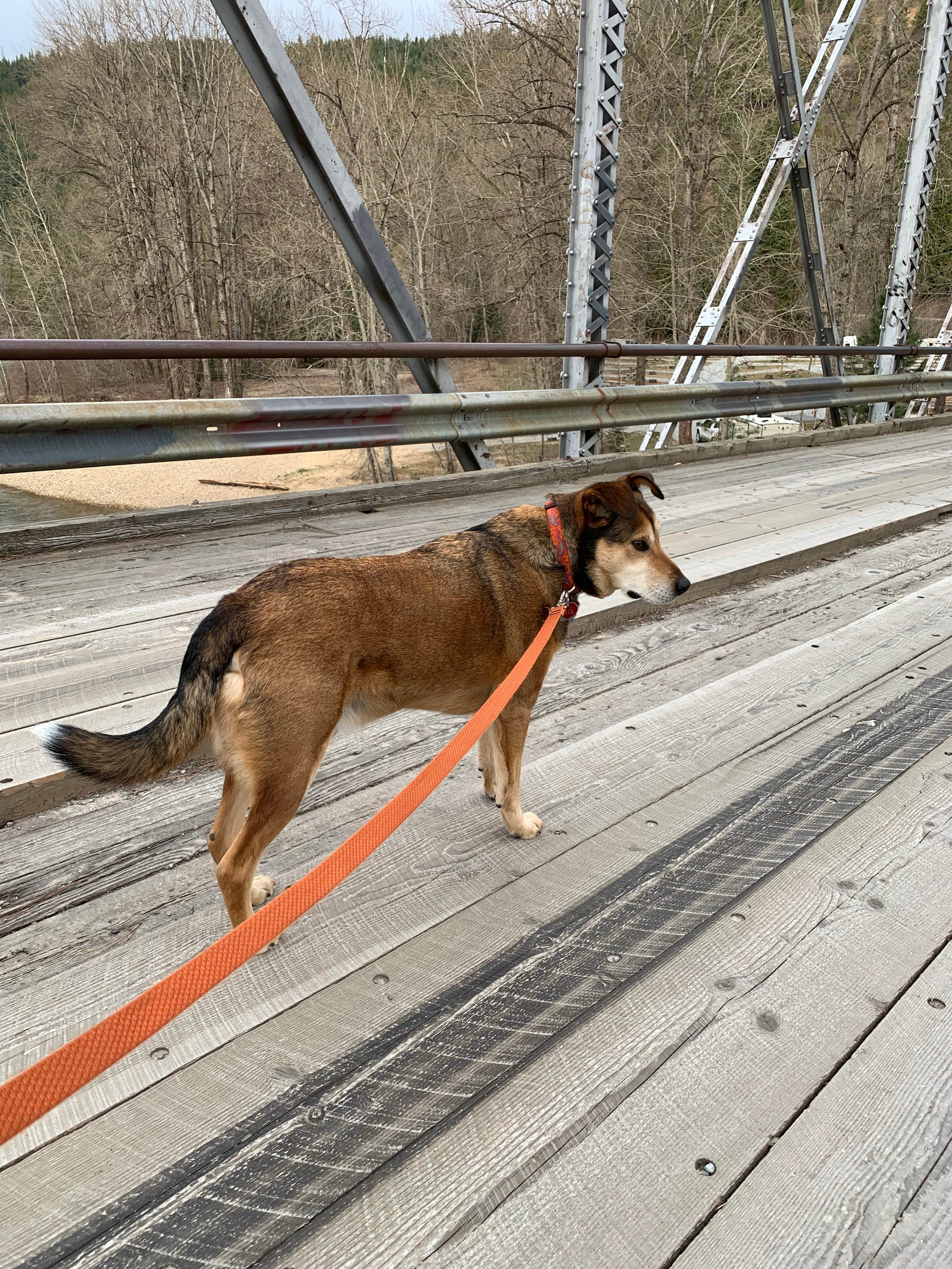 Jack's photo of camping with pets at Albert's Landing near Wallace, ID