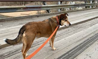Jack's photo of camping with pets at Albert's Landing near Medimont, ID