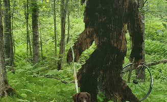 Jeffrey S.'s photo of camping with pets at Spirit Mountain Campground near Superior, WI