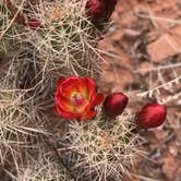 Review photo of Calf Creek Campground by Lee D., April 12, 2022