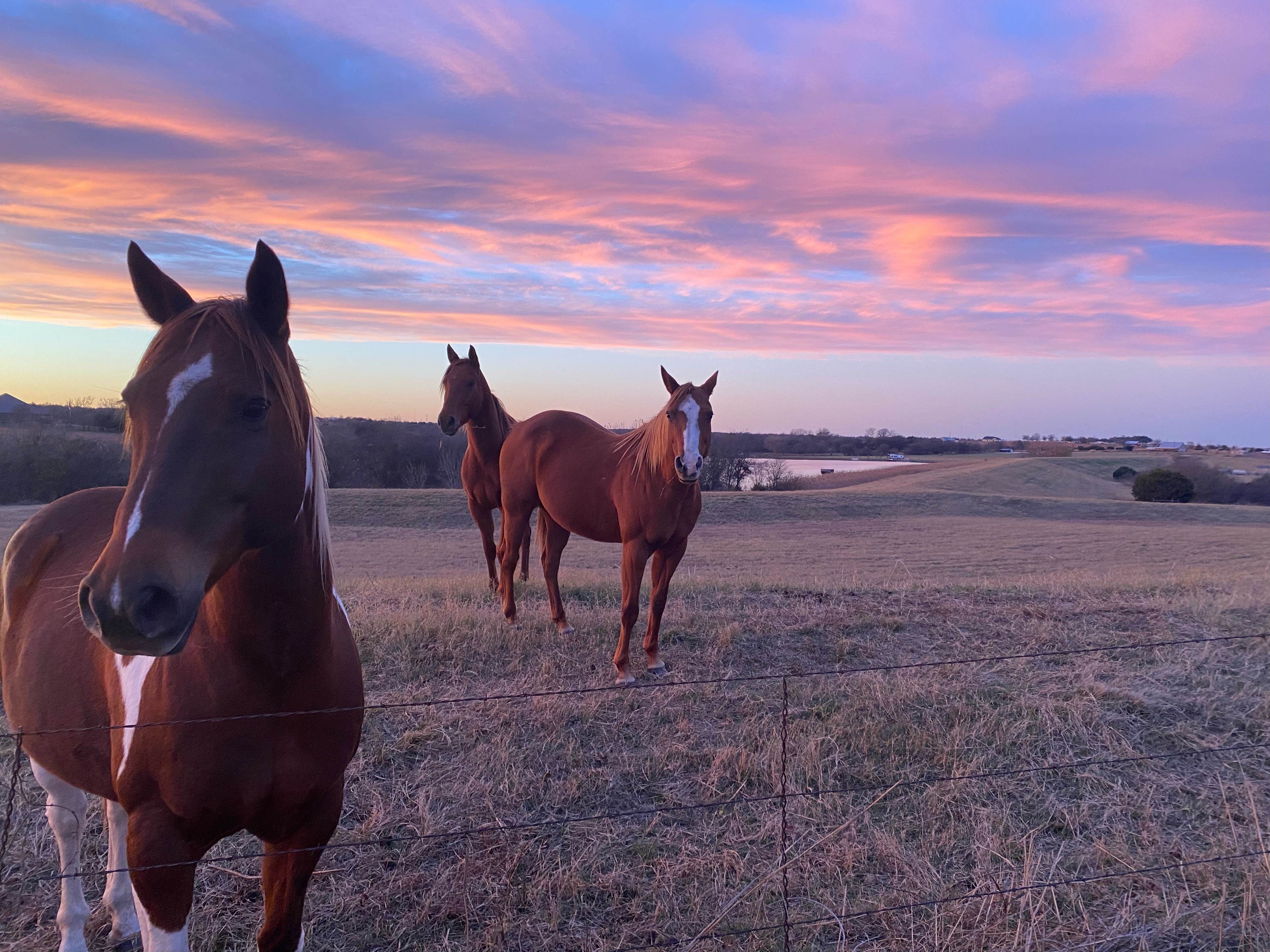 Tyler L.'s photo of camping with a horse at Rockin L Ranch campgrounds near Franklin, TX