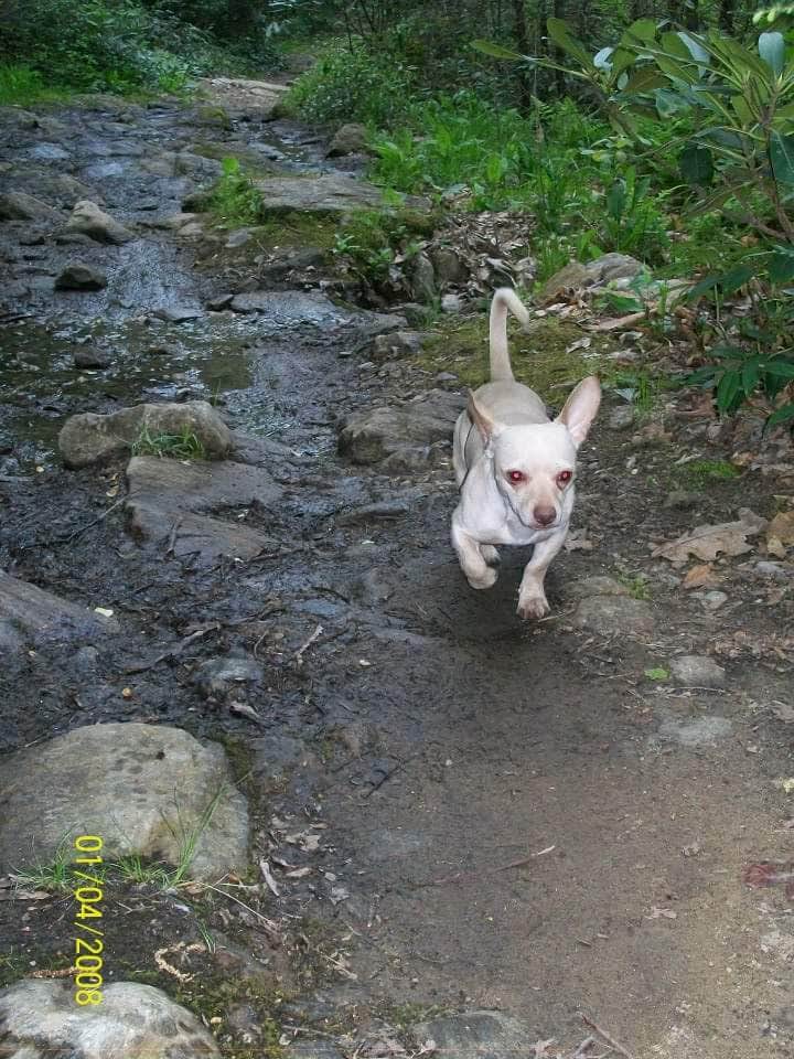 Randice L.'s photo of camping with pets at Pisgah National Forest Dispersed near Barnardsville, NC