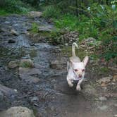 Review photo of Pisgah National Forest Dispersed by Randice L., July 12, 2018