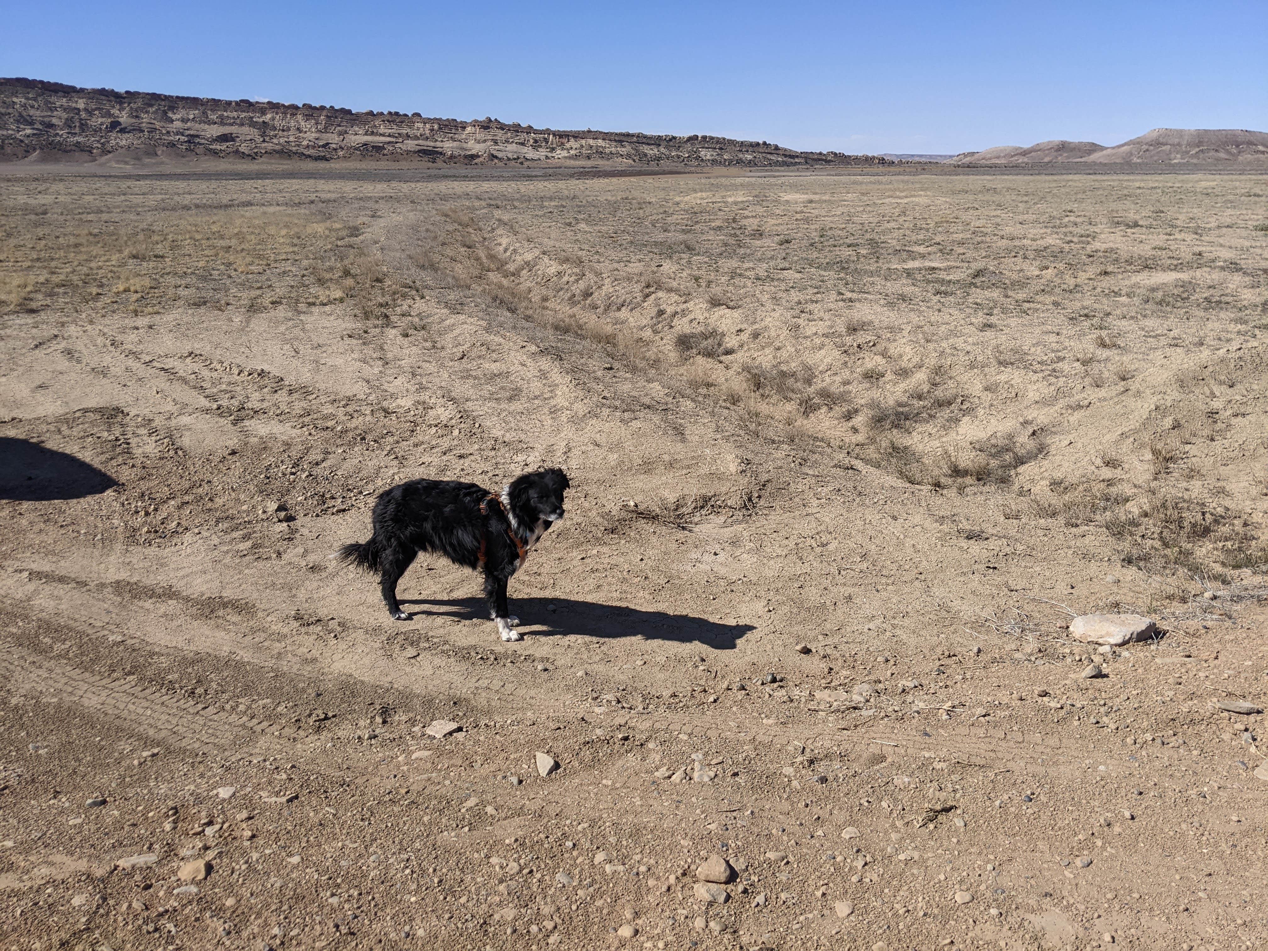 Greg L.'s photo of camping with pets at SITLA 145 - Dispersed near Green River, UT