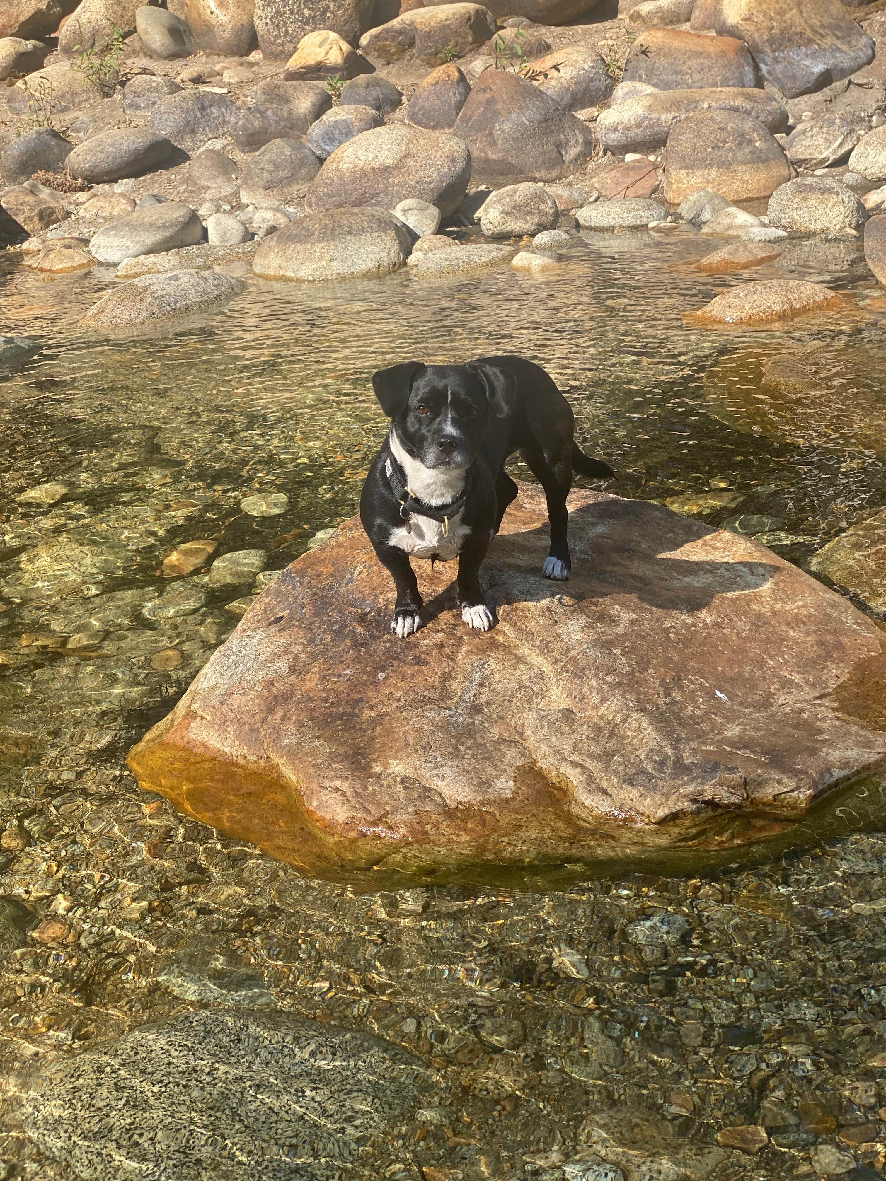 Camper-submitted photo at Sentinel Campground — Kings Canyon National Park near Independence, CA