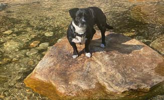 Loomy A.'s photo of camping with pets at Sentinel Campground β Kings Canyon National Park near Sequoia and Kings Canyon National Parks