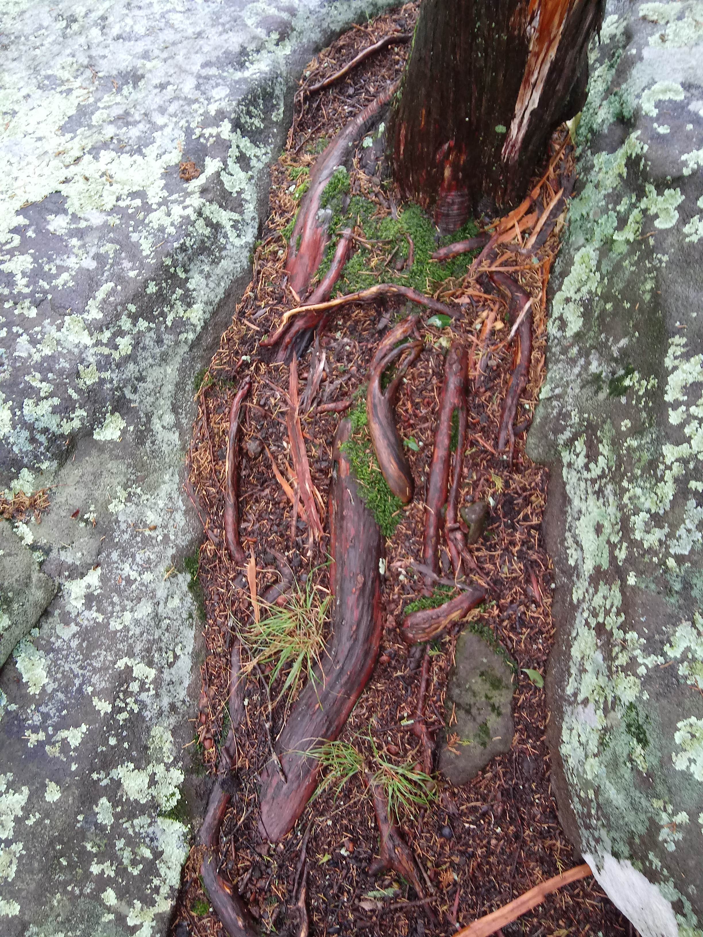 Camper-submitted photo at Pine Ridge near Karbers Ridge, IL