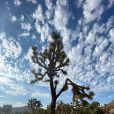 Review photo of Black Rock Campground — Joshua Tree National Park by Corey B., April 14, 2022