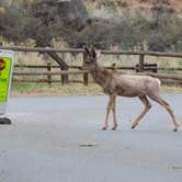 Review photo of Fruita Campground — Capitol Reef National Park by Lee D., April 14, 2022