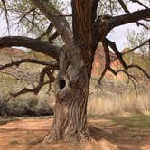 Review photo of Fruita Campground — Capitol Reef National Park by Lee D., April 14, 2022