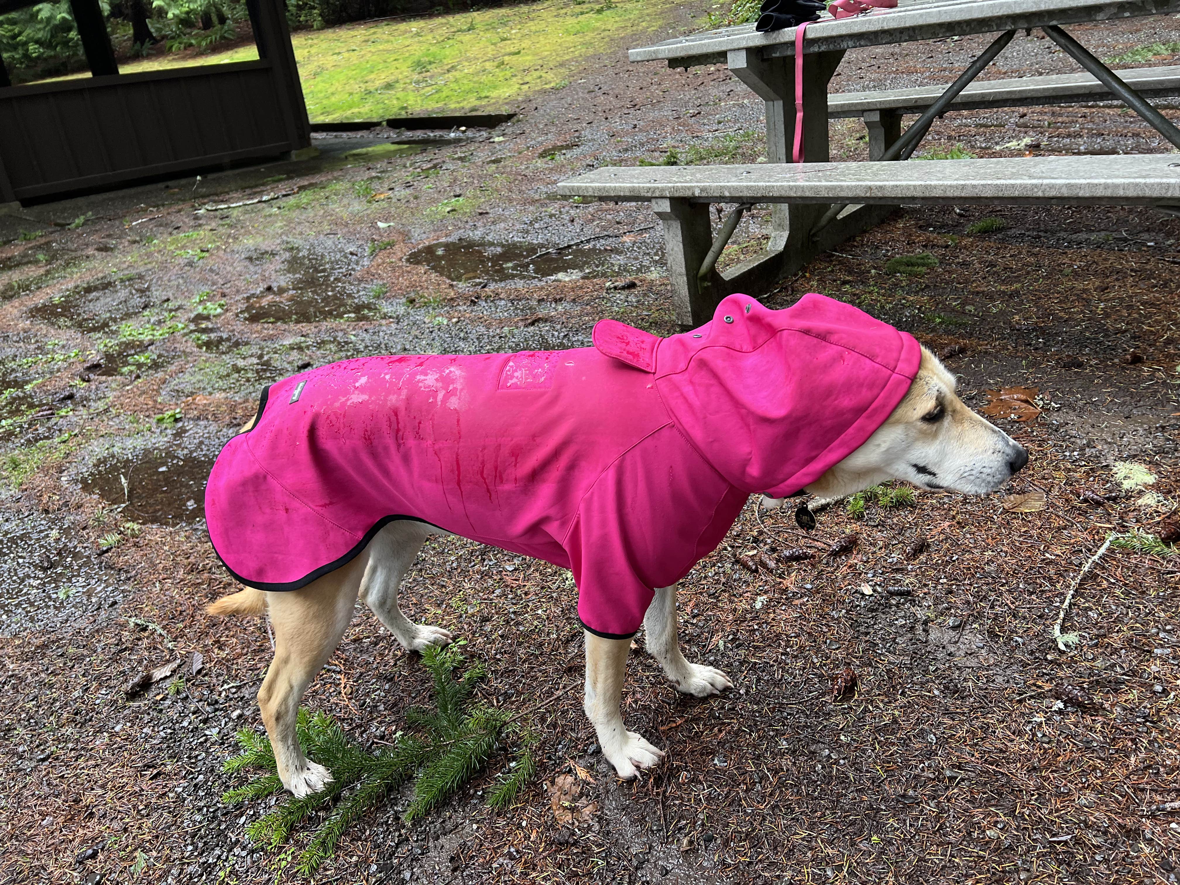 Duncan G.'s photo of camping with pets at Scenic Beach State Park Campground near Silverdale, WA