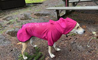 Duncan G.'s photo of camping with pets at Scenic Beach State Park Campground in Washington