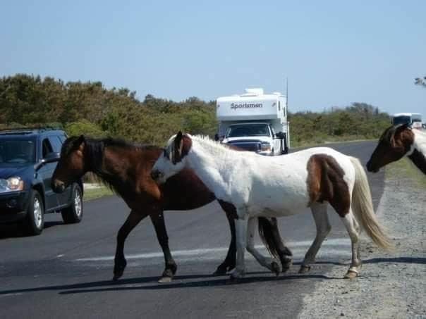 Jaclyn B.'s photo of camping with a horse at Bayside Assateague Campground — Assateague Island National Seashore near Salisbury, MD